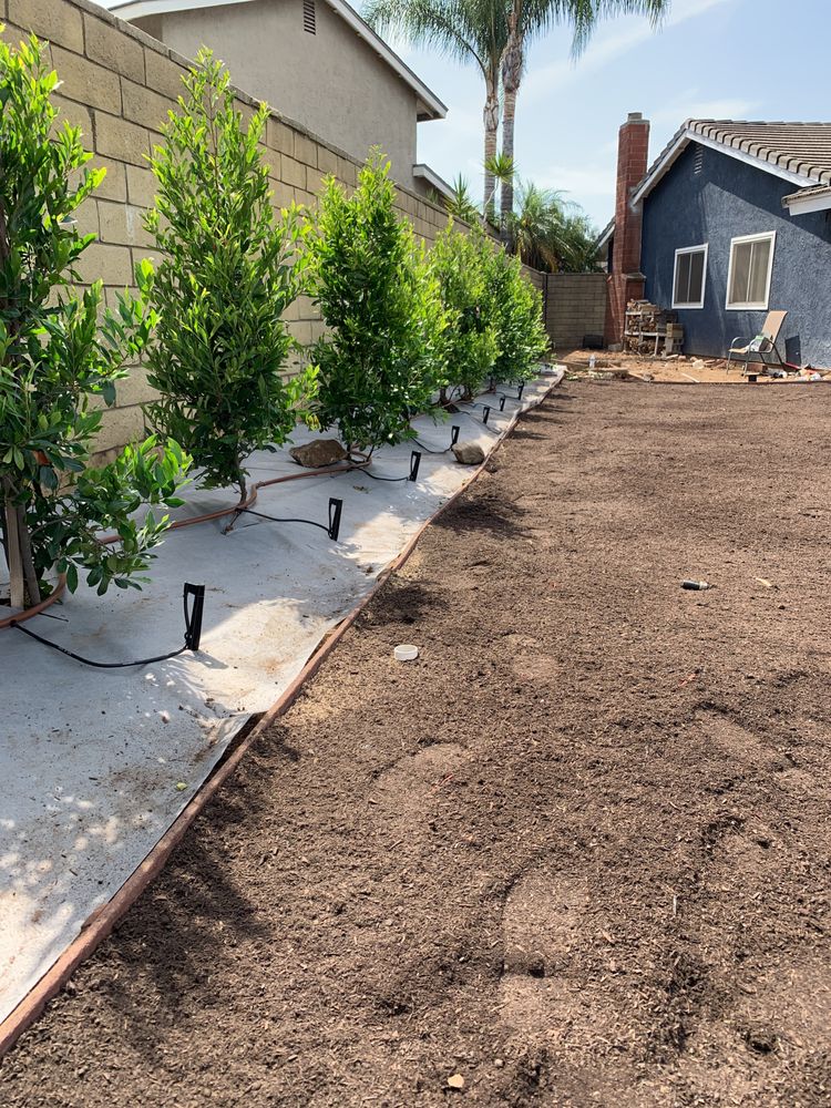 New planting along walkway