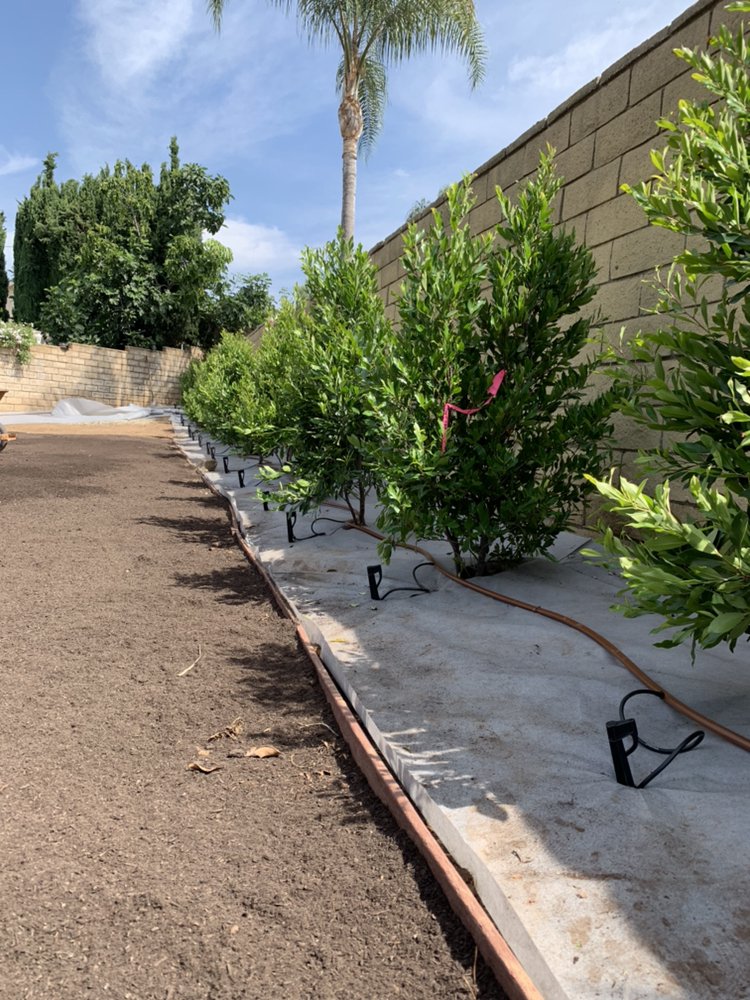 New shrub and plant installation