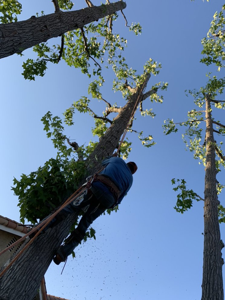 Tree removal climber with chainsaw