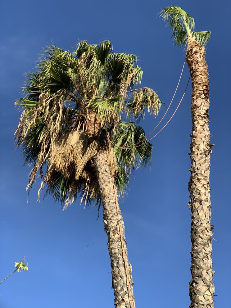 Trimming tall palm trees