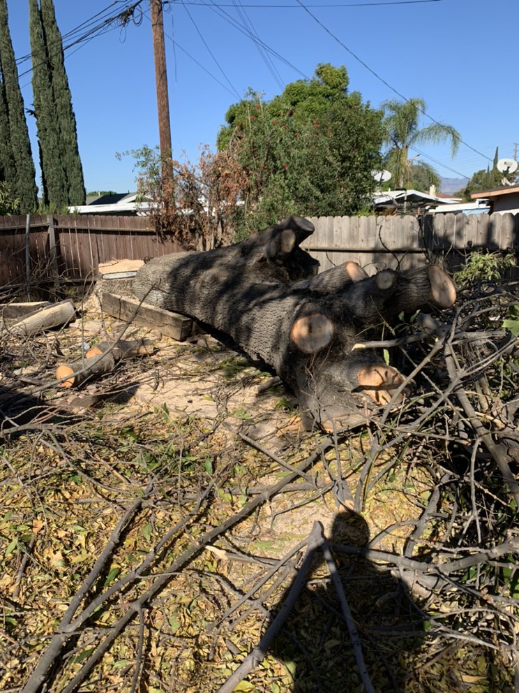 Cut tree logs ready for removal