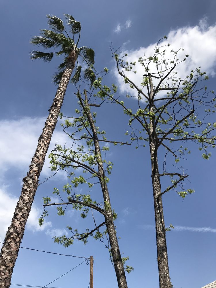 Palm tree trimming against blue sky