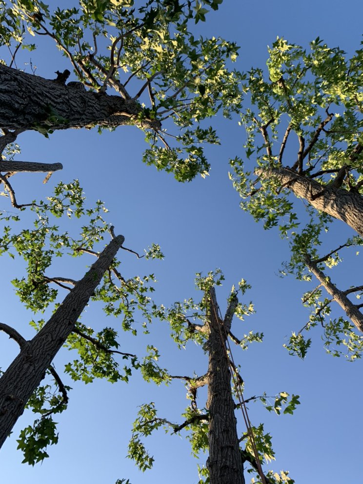 Large tree canopy trimming