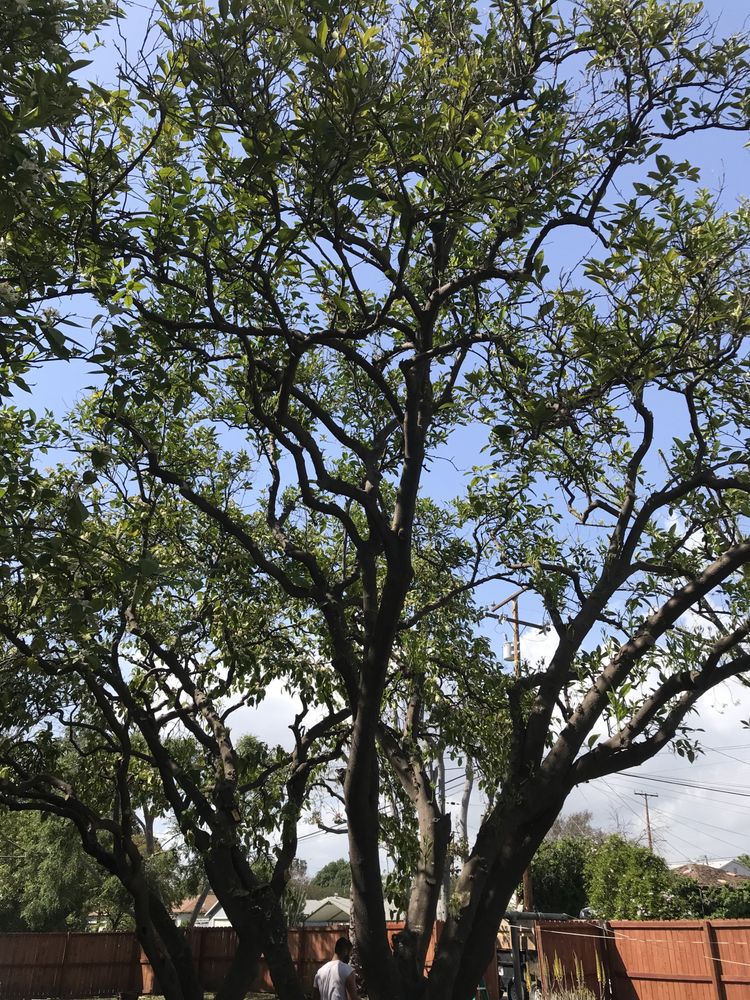 Mature oak tree maintenance