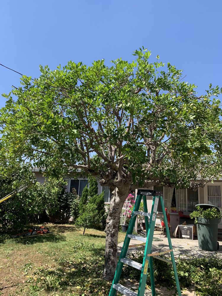 Tree trimming with ladder